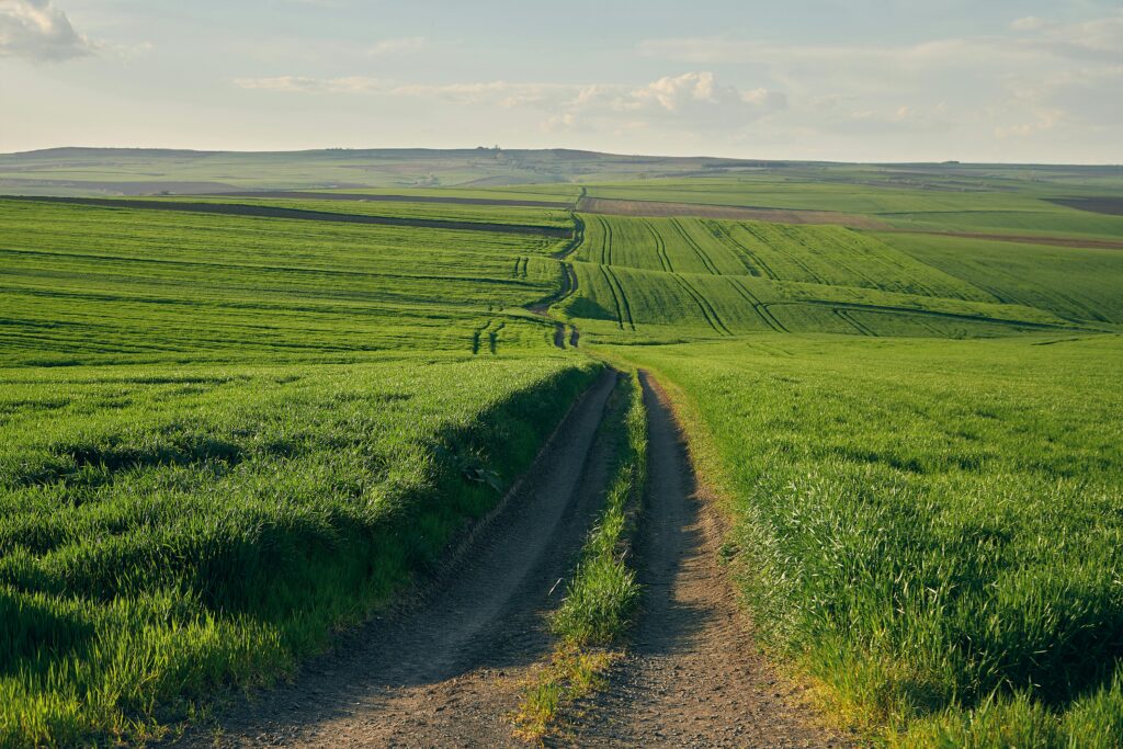 A peaceful rural scene with a dirt road and lush green fields under a clear blue sky.